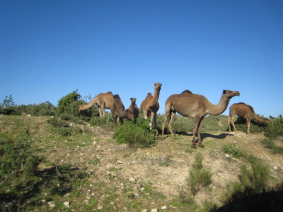 Dromedare am Straßenrand Dromedare am Straßenrand