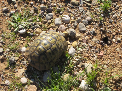 die lief über die Strasse die lief über die Strasse
