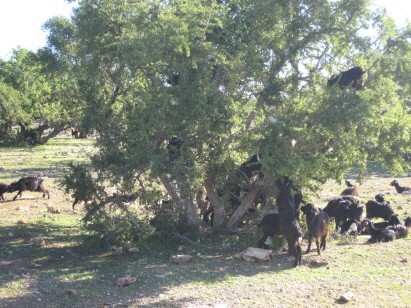 Ziegenbaum Ziegenbaum