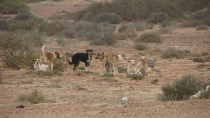 wilde Hunde wilde Hunde