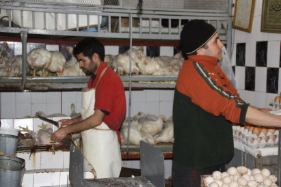 frische Hühner frische Hühner