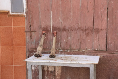 Suppenbeine vom Camel Suppenbeine vom Camel