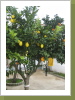 Apfelsinenzitronenbaum