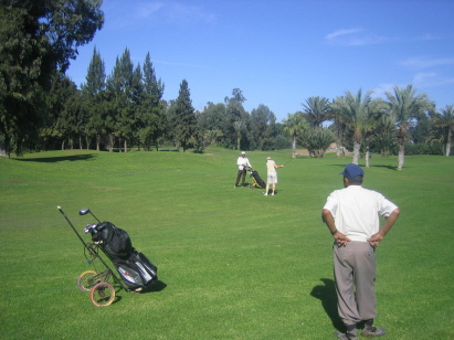 Palmen und andere Bäume Palmen und andere Bäume