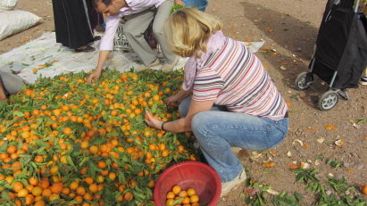 wo ist die Saftigste ? wo ist die Saftigste ?